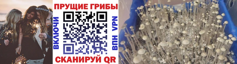 купить цена Гвардейск Псилоцибиновые грибы Cubensis